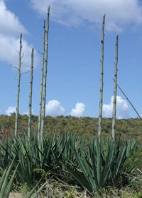 Agave cacti