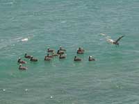 Pelicans